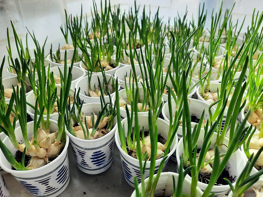 White Egyptian Walking Onion topsets potted in paper cups.