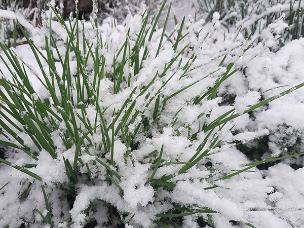 The white Egyptian Walking Onion variety remains green all winter.
