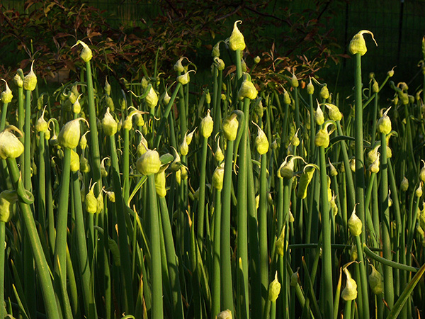 Egyptian Walking Onion plants can look like green taper candles with flames.