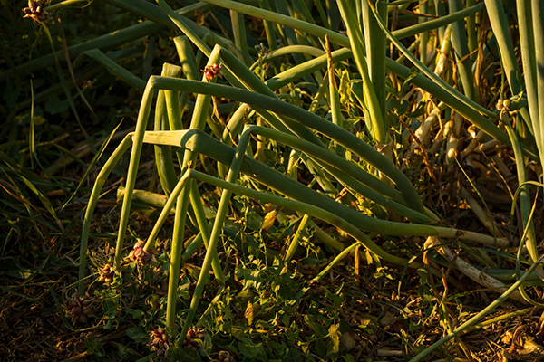 Egyptian Walking Onions in the act of walking.