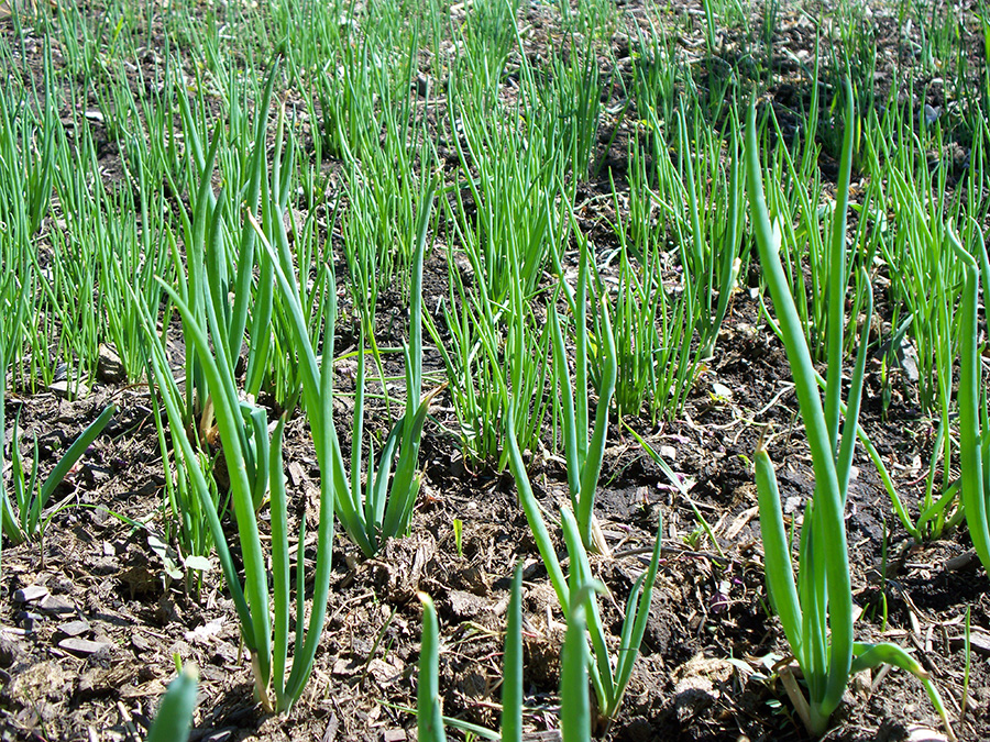 Young Egyptian Walking Onion plants.