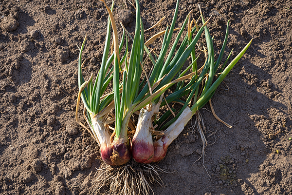 Freshly pulled Egyptian Walking Onion bulbs.