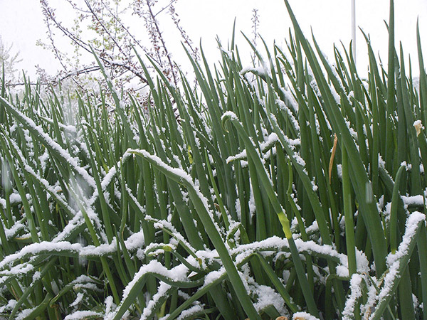 Egyptian Walking Onions can handle winter.