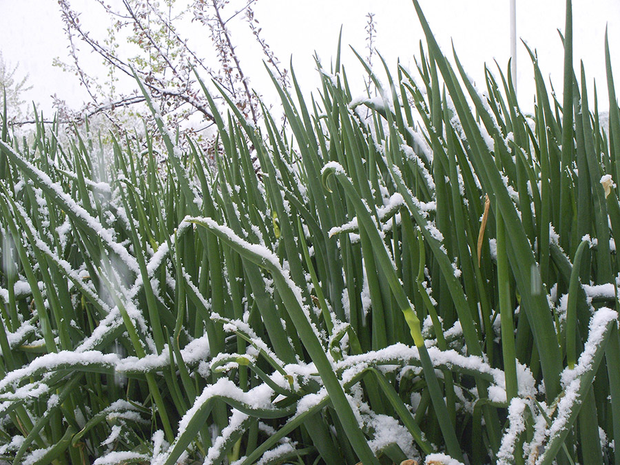 Green Egyptian Walking Onion leaves unaffected by the snow.