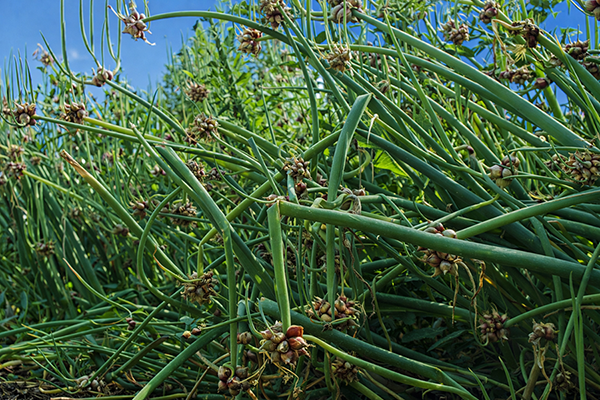Egyptian Walking Onions on the march.