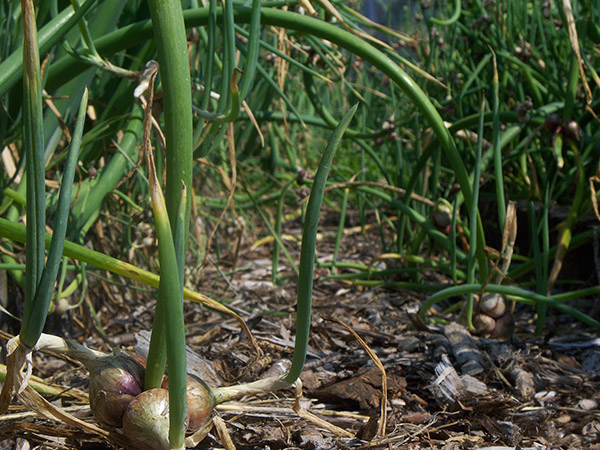 Ground level view of Egyptian Walking Onions arched over walking.