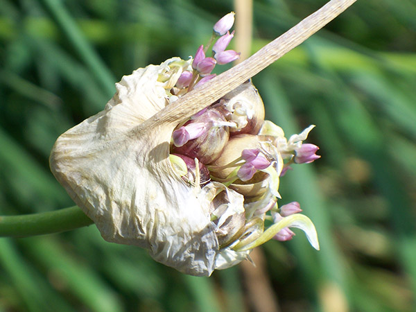 Garlic bulbils and flowers.