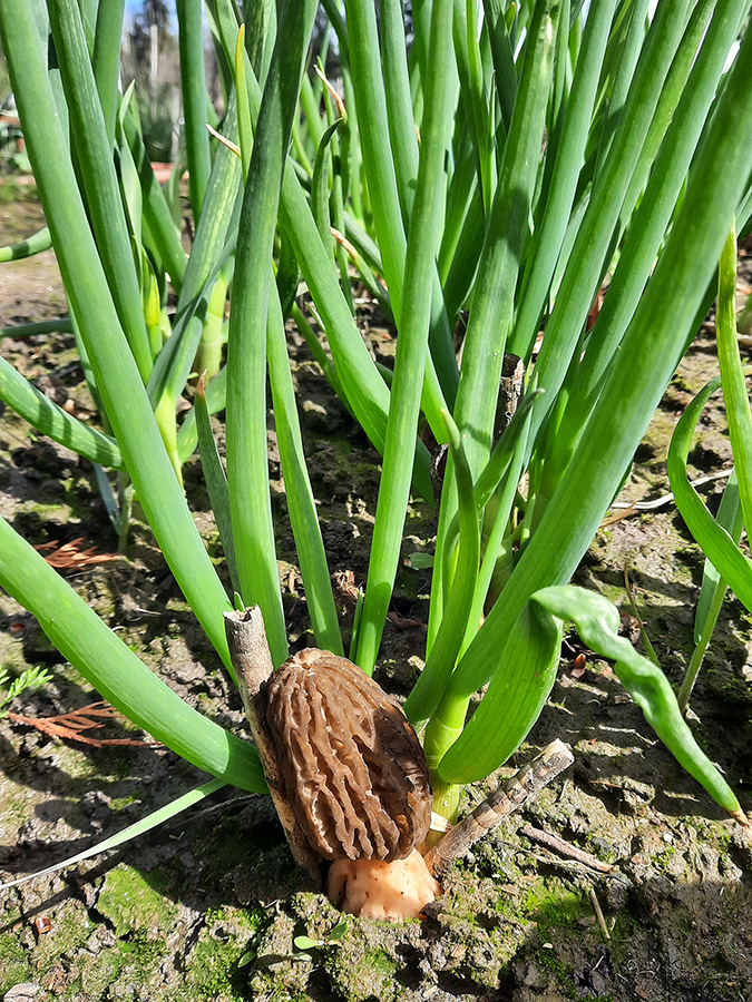 A morel mushroom growing among the Egyptian Walking Onions.