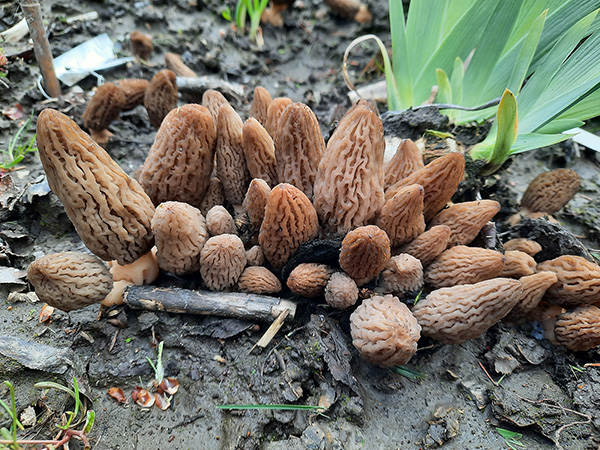 A flush of morel mushrooms growing in the Walking Onion Garden.
