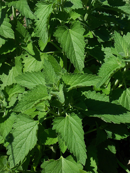 The beautiful green leaves of catnip.