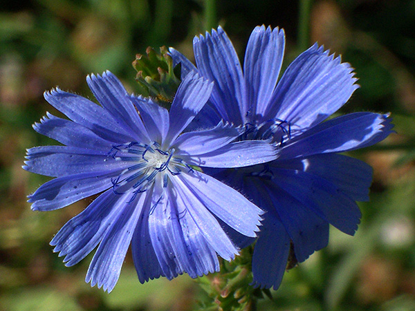 Gorgeous blue flowers of the chicory plant.
