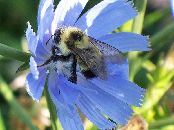 Chicory flowers attract bees.
