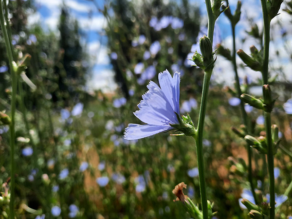Chicory flower side view.
