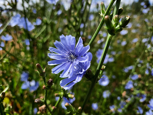 Chicory plant.