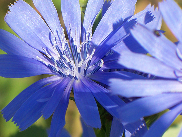 Blue flowers of the chicory plant.