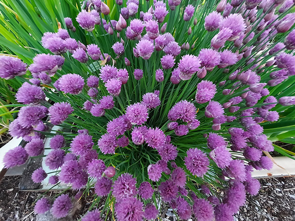 Purple-flowering chives.