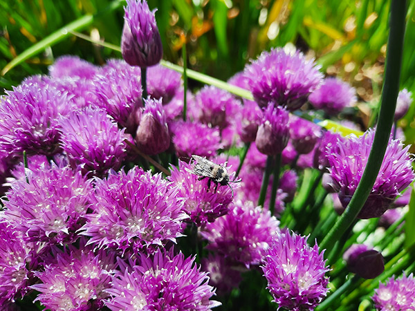 Purple-flowering chives with bee.