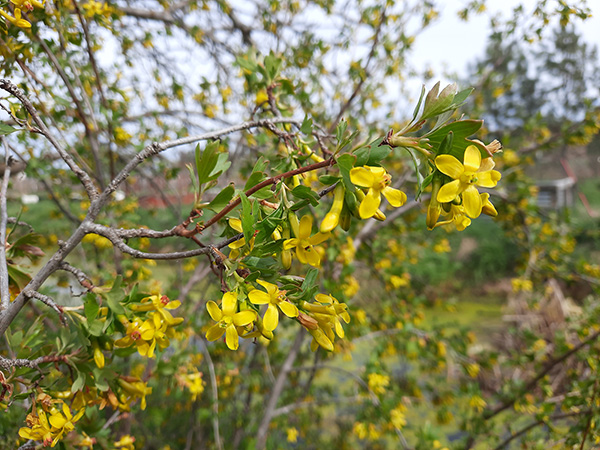 Ribes aureum branch with yellow flowers and green leaves.