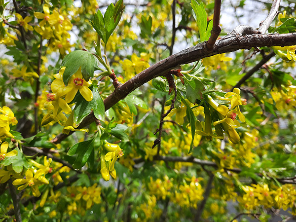 Flowers of the golden currant after a rain.