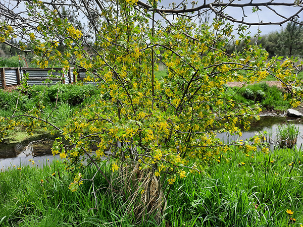 Golden currant bush in the landscape.