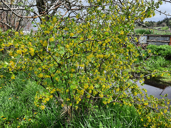 The yellow flowering currant - Ribes aureum.