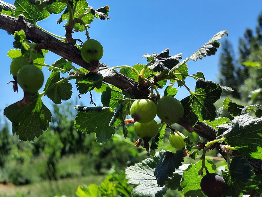 Jostaberry (Ribes × nidigrolaria) — green, unripe berries.