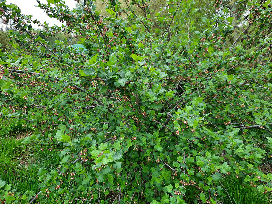 Jostaberry (Ribes × nidigrolaria) — flowering bush.