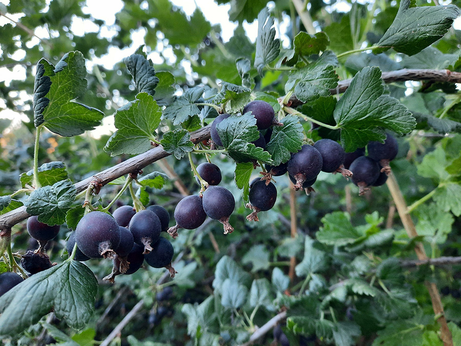 Purple berries of the jostaberry bush.