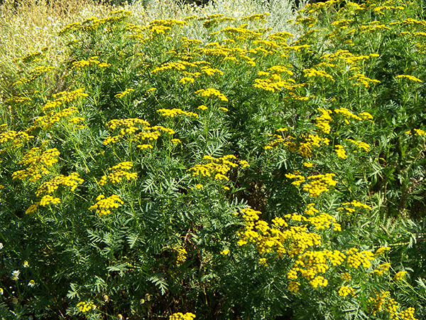 Tansy (Tanacetum vulgare) — established colony.