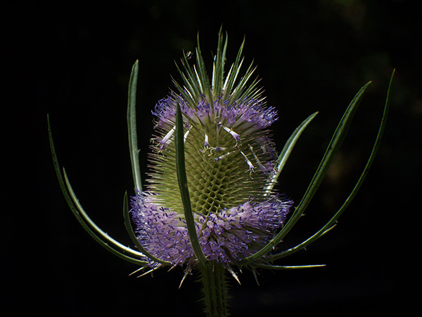 Teasel (Dipsacus fullonum) — bands of purple flowers.