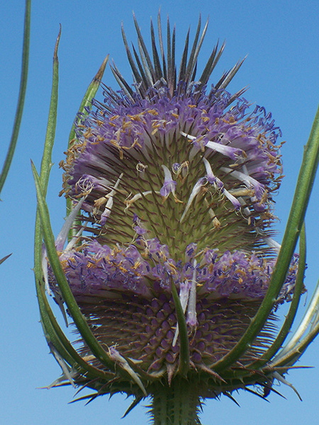 Teasel (Dipsacus fullonum) — purple flowers.