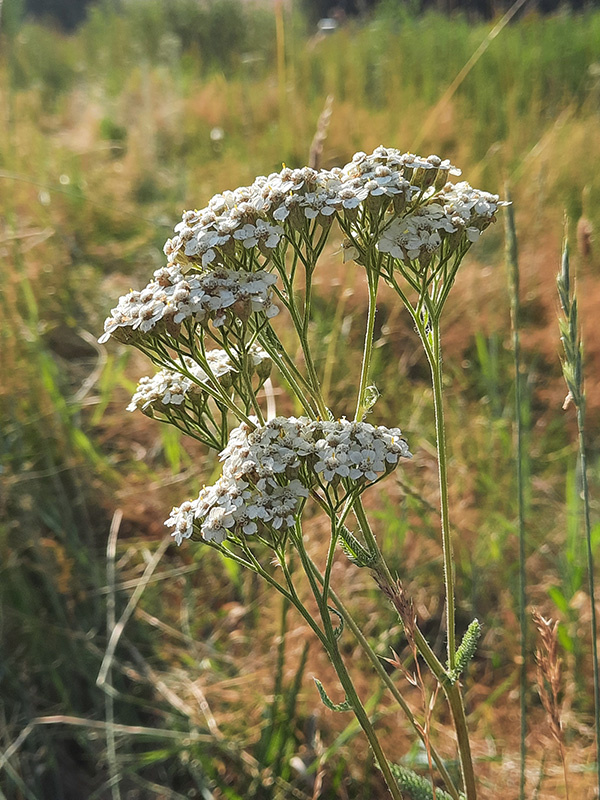 Naturalized yarrow growing in a meadow.