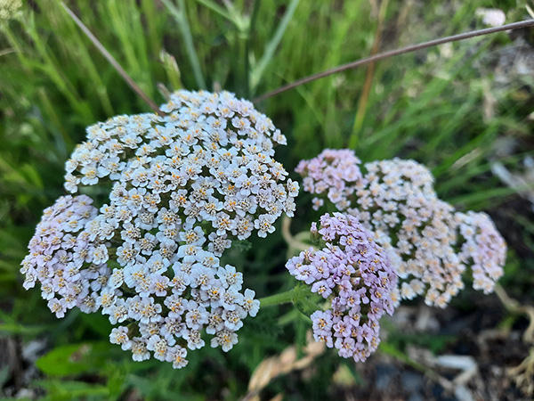 Yarrow flowers turning pinkish in late summer.