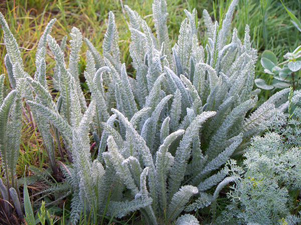 Soft grey-green yarrow leaves.