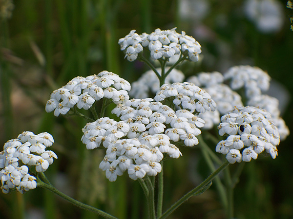 Yarrow achillea millefolium.