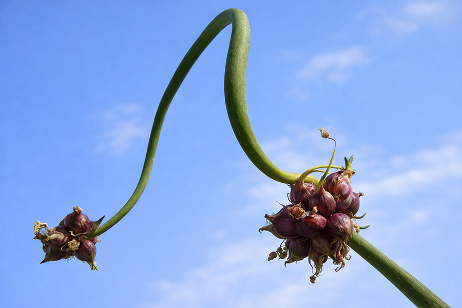 Red Egyptian Walking Onion branching topset clusters.