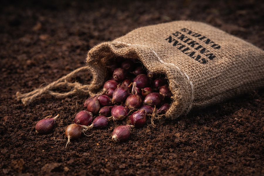 Mini burlap sack of Egyptian Walking Onion topsets ready to plant.