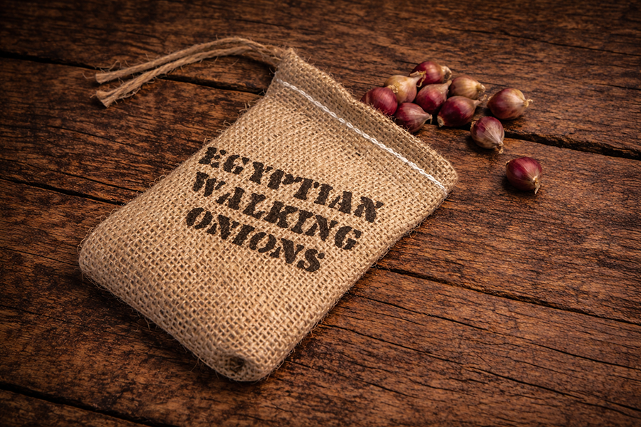 Mini burlap sack of Egyptian Walking Onion topsets.