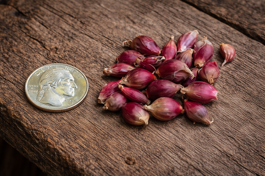 Red Egyptian Walking Onion mini cluster taken apart to show individual tiny topsets.