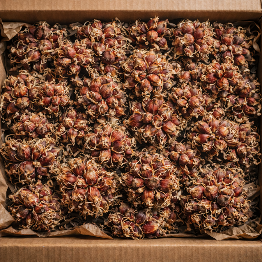 Red Egyptian Walking Onion mini topset clusters boxed.