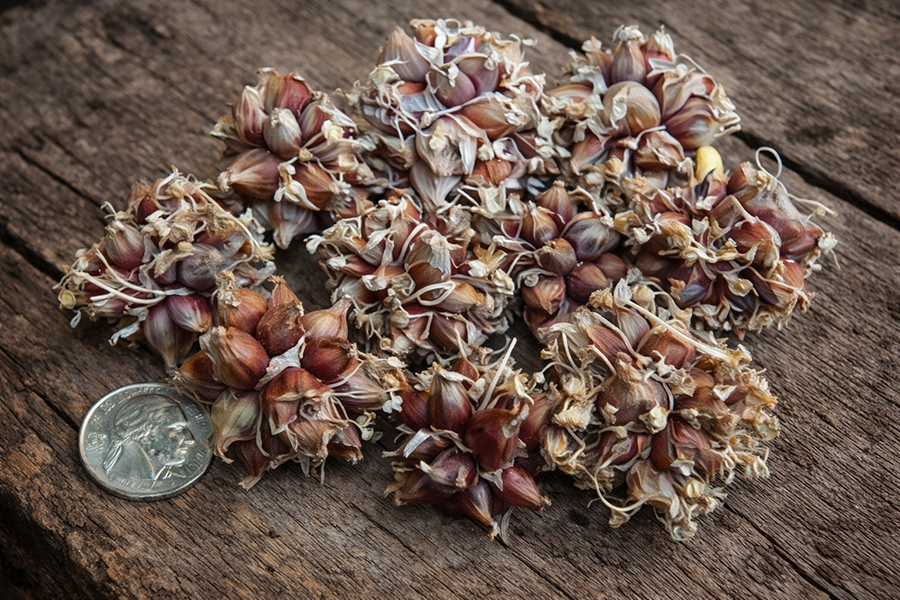 Red Egyptian Walking Onion mini topset clusters size reference.