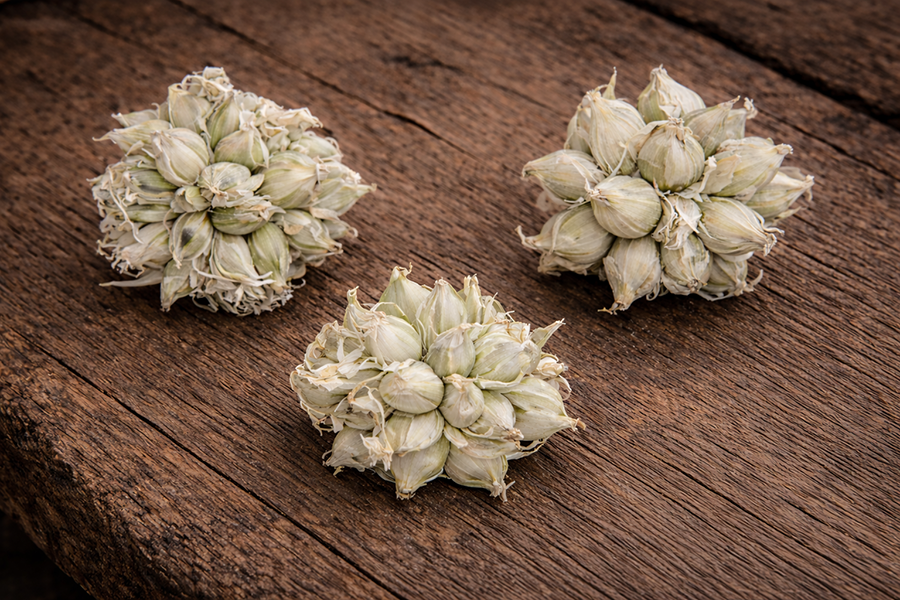 White Egyptian Walking Onion mini clusters.