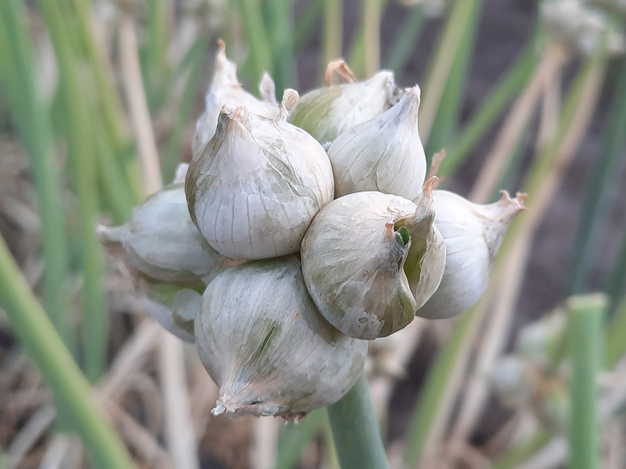 White Egyptian Walking Onion topset cluster.