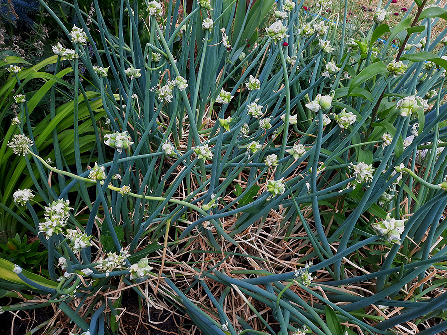 White Egyptian Walking Onion plants in a garden.