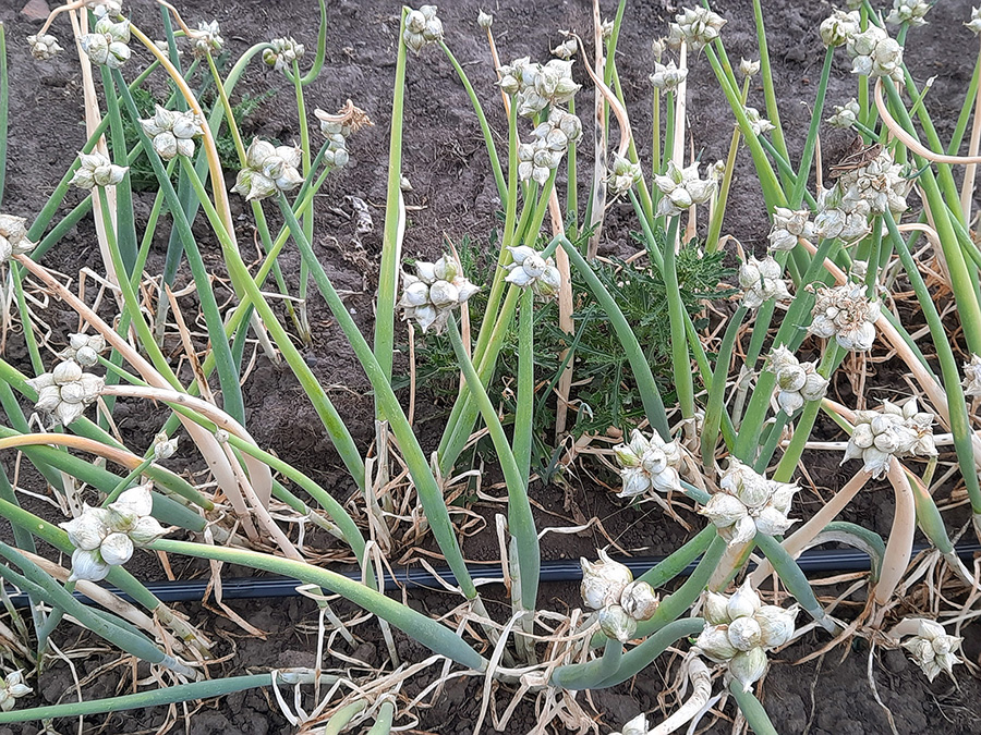 White Egyptian Walking Onion topset clusters.