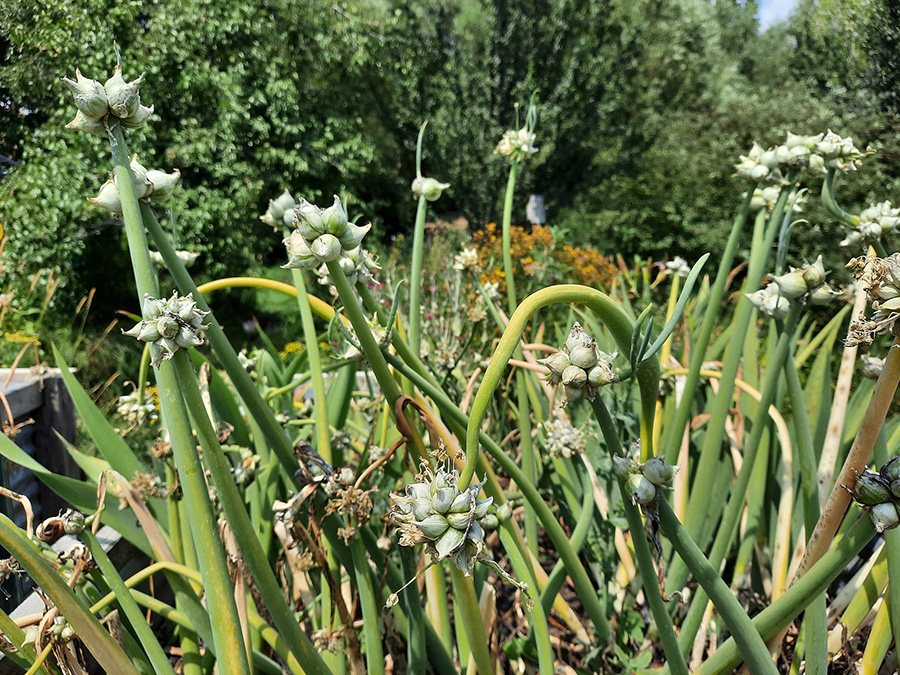 White Egyptian Walking Onion plants in a garden.