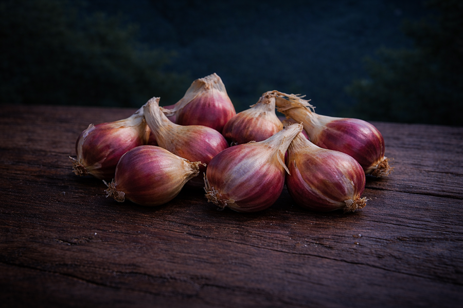 Red jumbo Egyptian Walking Onion topsets