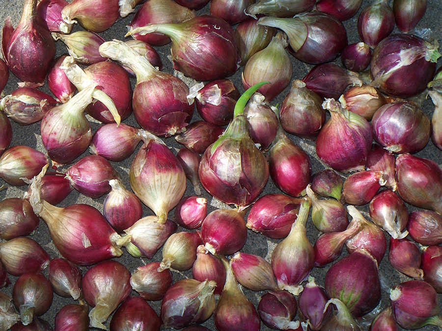 Red Egyptian Walking Onion topsets.