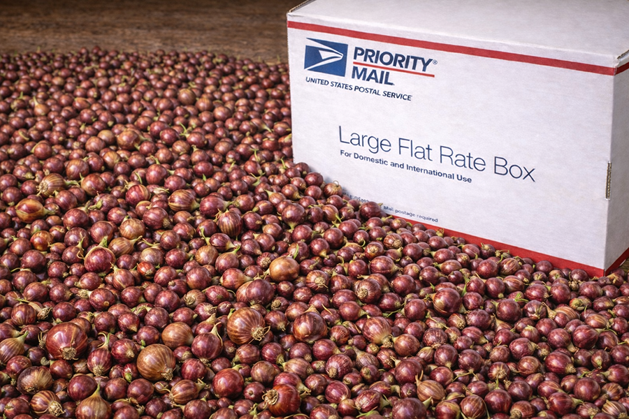 Red Egyptian Walking Onion topsets ready to ship in a small box.