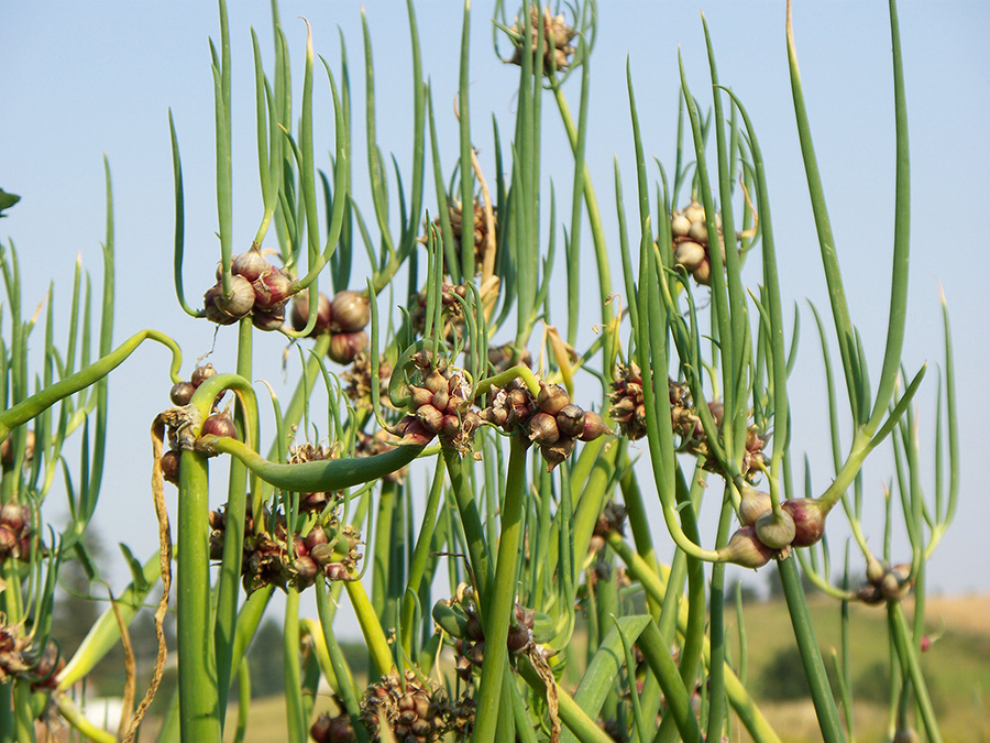 Red Egyptian Walking Onion plants.
